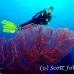 seafan_jk_h_0705_png0692.jpg
